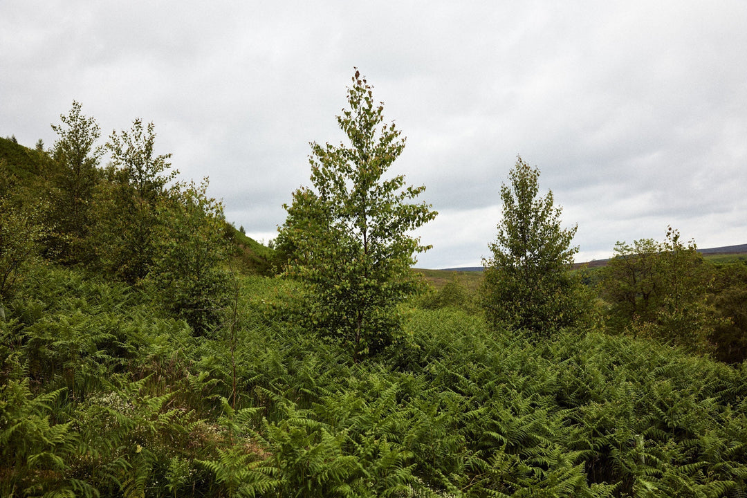 Regenerative Agriculture vs Rewilding: Two Solutions for Ecosystem Regeneration