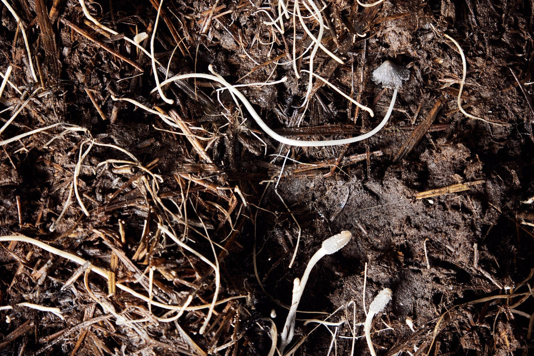 Beneath Our Feet: How We Can Store Enough Carbon to Halt Global Warming - eatTelfit