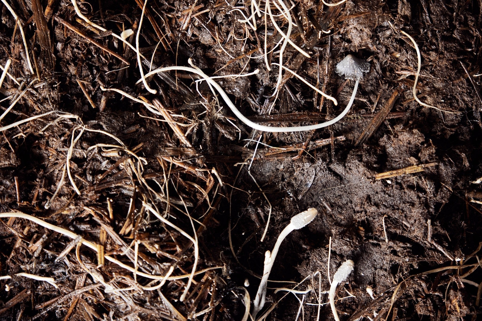 Beneath Our Feet: How We Can Store Enough Carbon to Halt Global Warming - eatTelfit