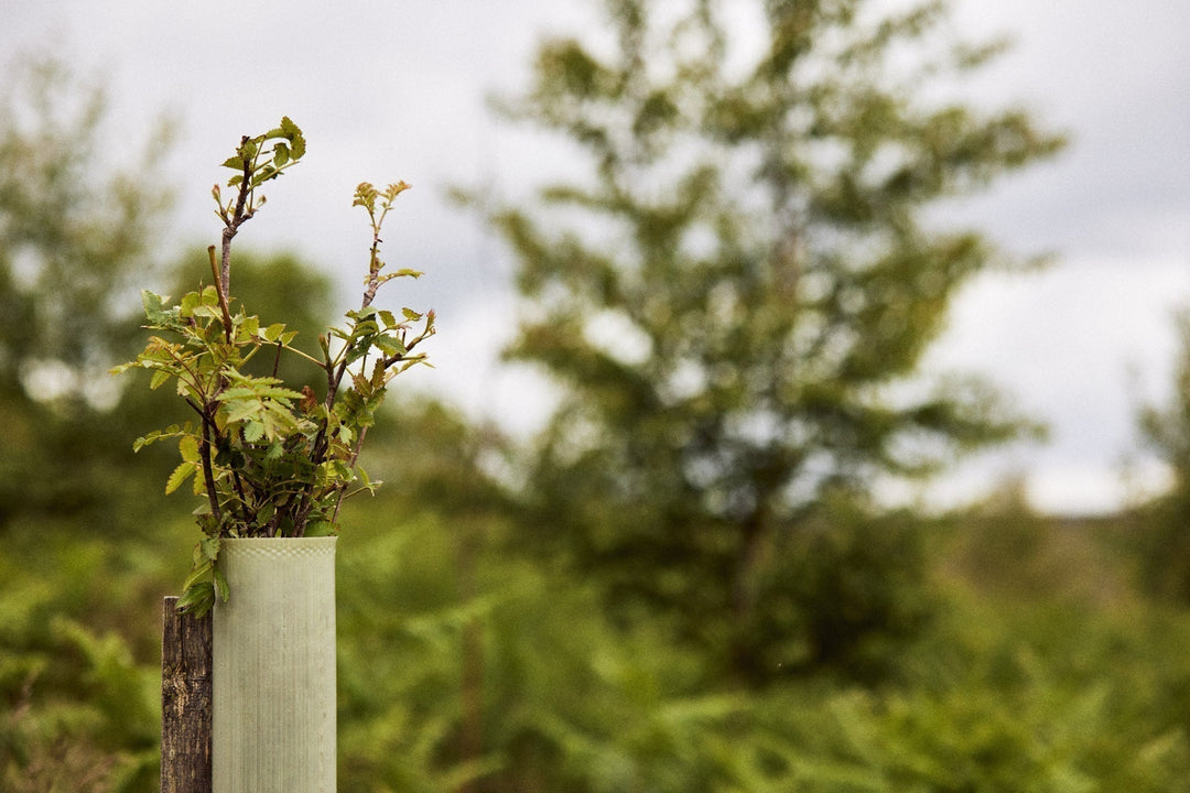 Building a Wood Pasture for Wildlife and Resilience - eatTelfit