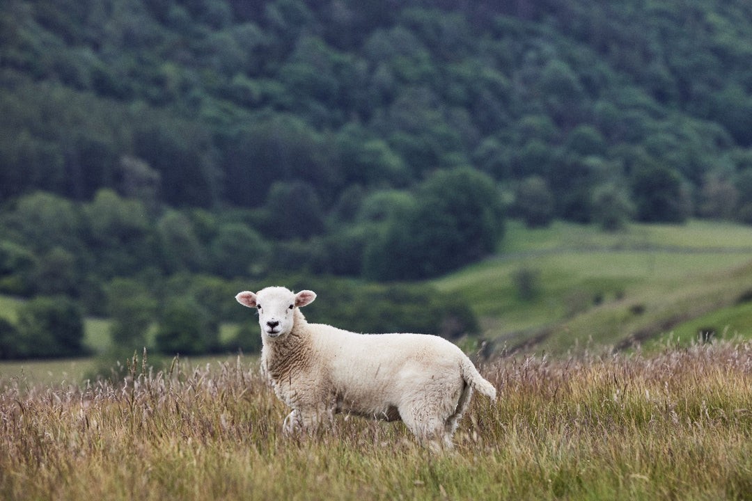 Lamb and Easter: A Seasonal Connection with Lost Meaning - eatTelfit
