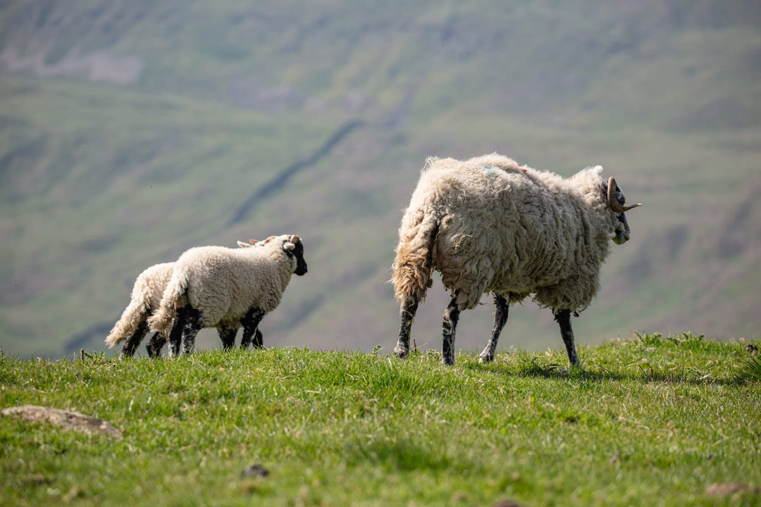 Lamb, Hogget and Mutton - What's the difference and how to choose? - eatTelfit