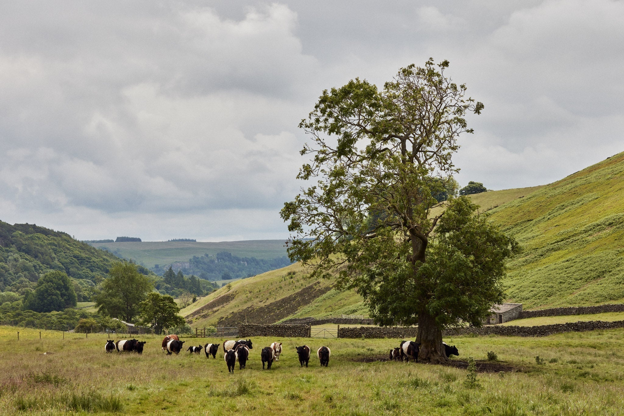 Methane Myths: The Cow Isn’t the Problem - eatTelfit