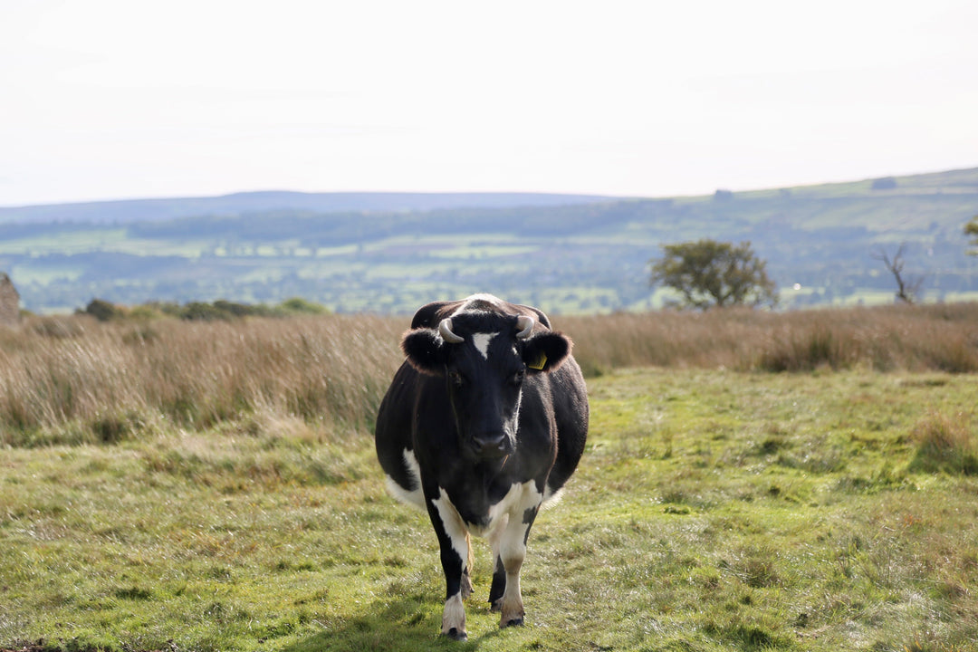 Nutrient Density and Regenerative Meat- Under the Bonnet of Regenerative Farming - eatTelfit