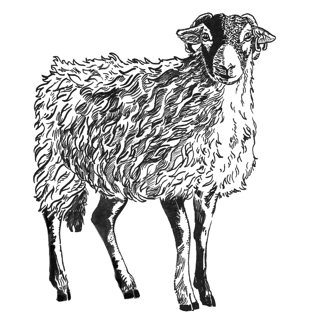 Purchasing Half a Lamb with eatTelfit: Sustainable, Regenerative, and Zero-Waste - eatTelfit