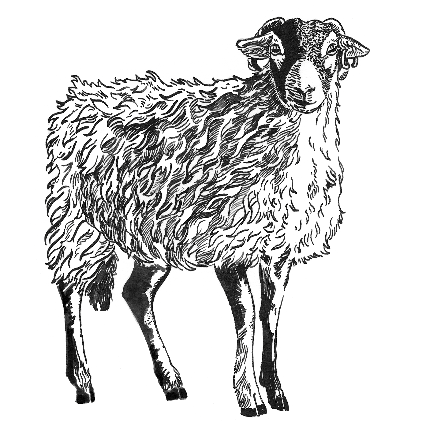 Purchasing Half a Lamb with eatTelfit: Sustainable, Regenerative, and Zero-Waste - eatTelfit