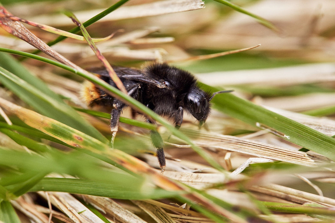 Regenerative Grass Fed Beef and Restoring our Insect Population - eatTelfit