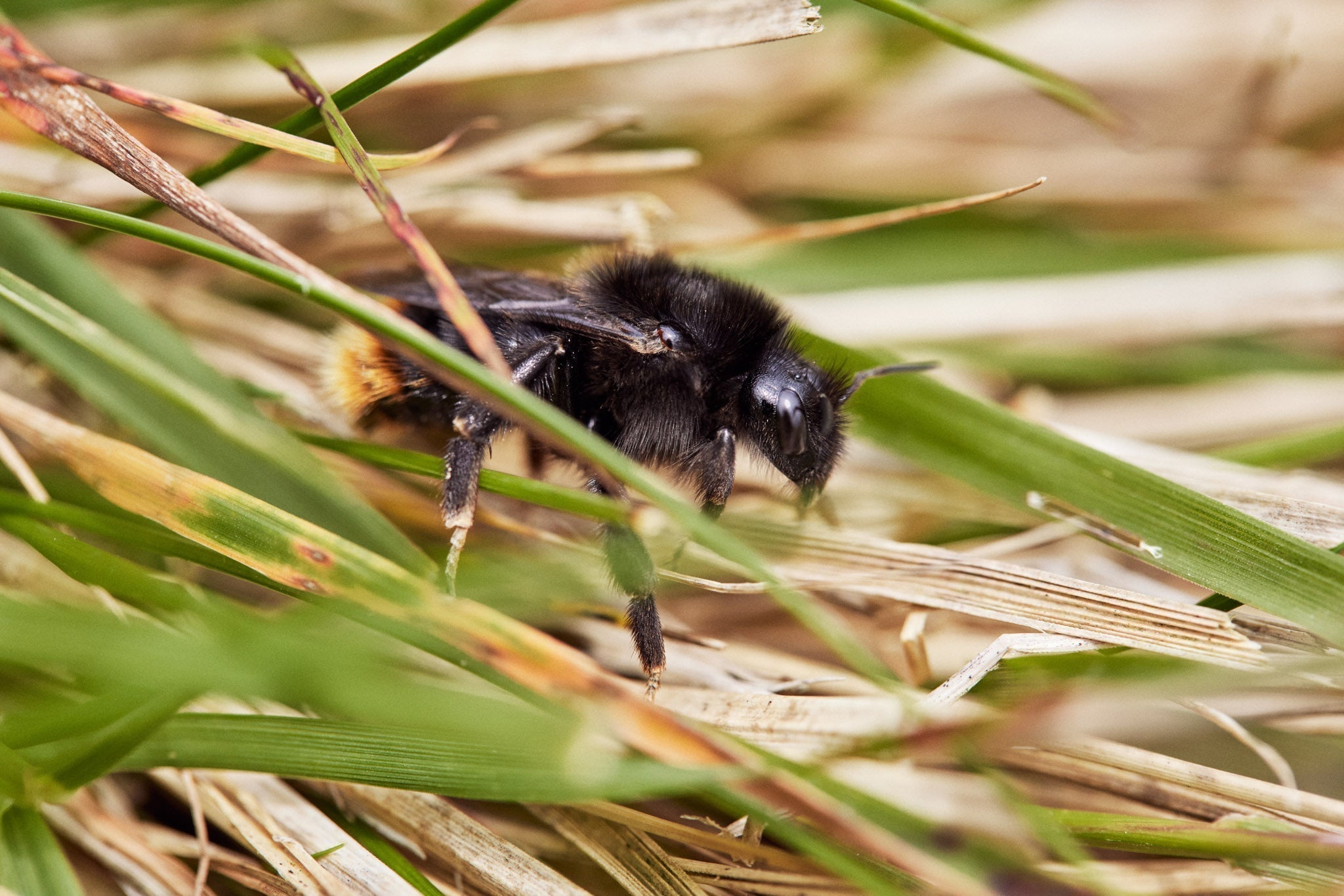 Regenerative Grass Fed Beef and Restoring our Insect Population - eatTelfit