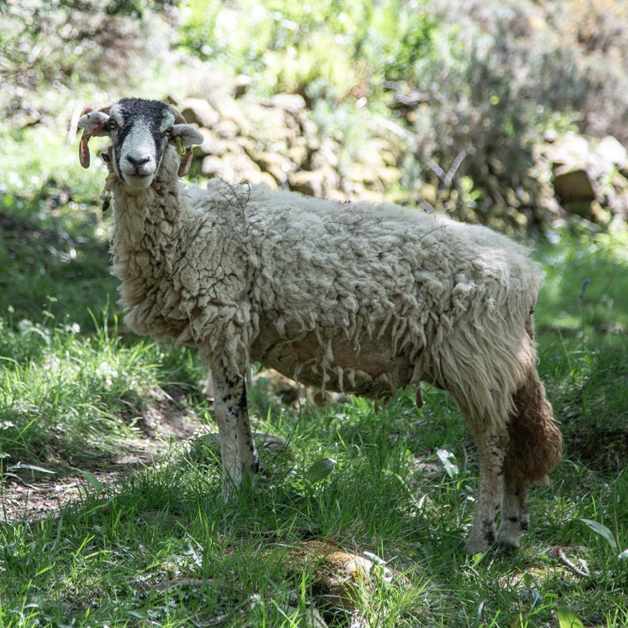 Silvopasture: Harmonizing Agriculture and Forestry for Sustainable Livelihoods and Ecosystem Health - eatTelfit
