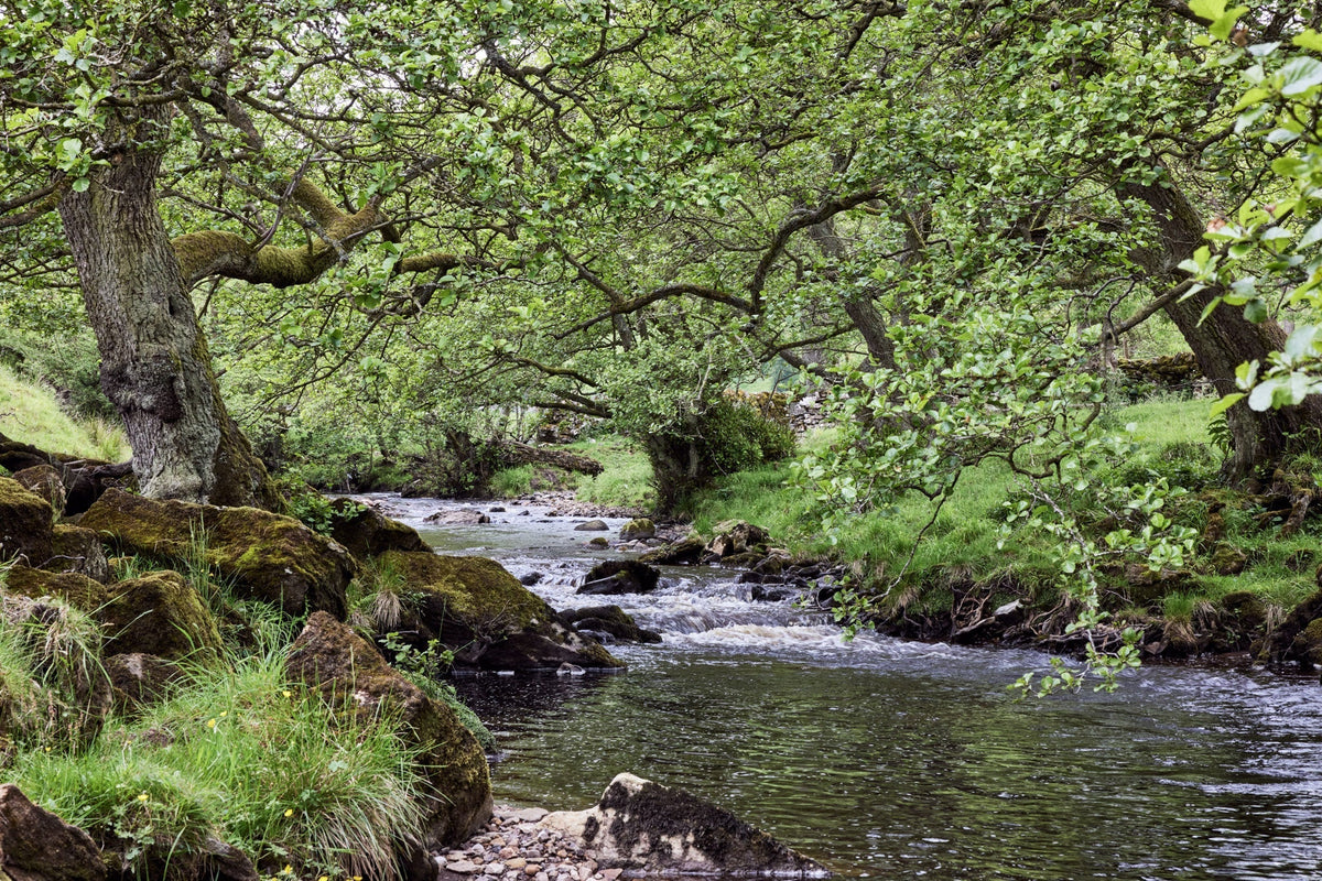 World Water Day: Why Regenerative Farming Is Essential for Clean River ...