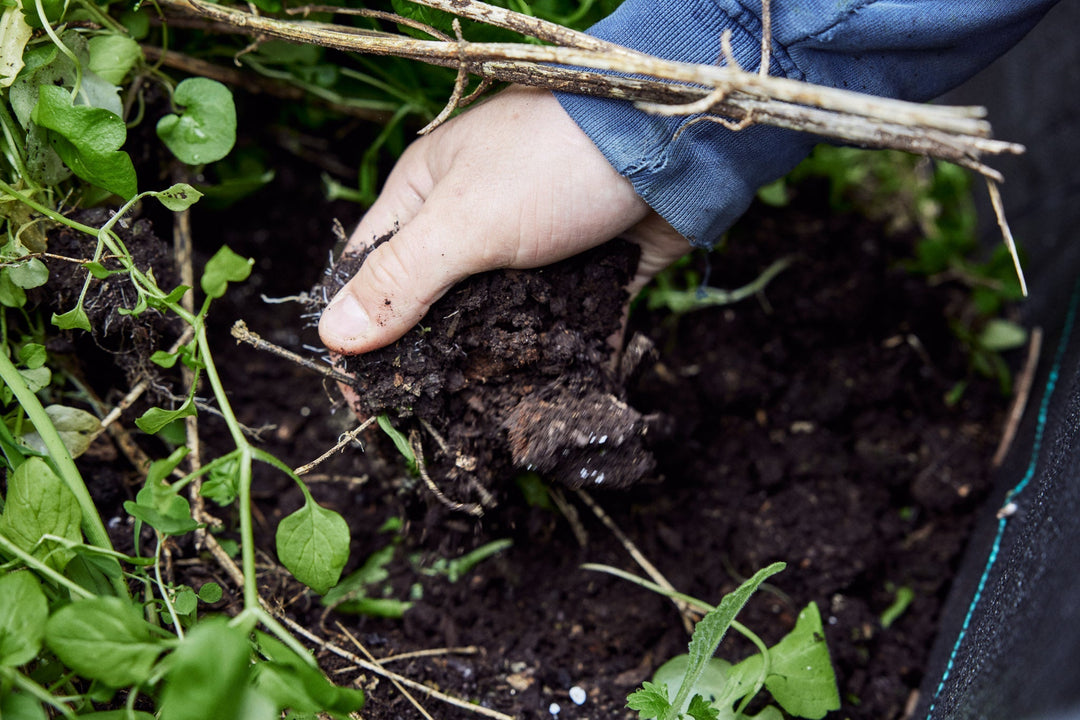 Healthy Soil Makes Nutrient-Dense Meat: The Science Explained