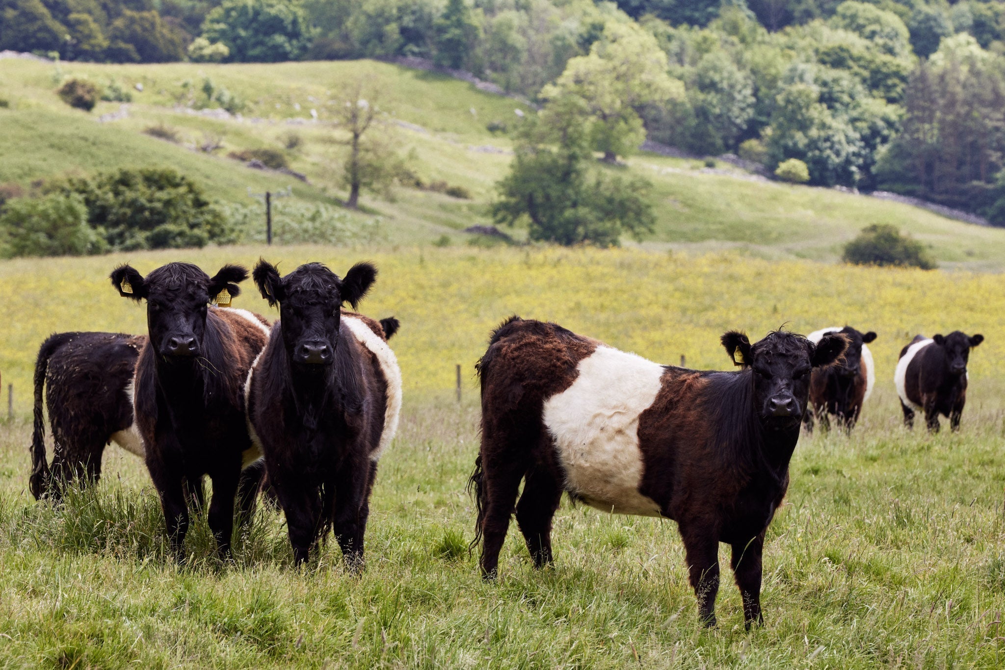 The Role of Native Breeds in Regenerative Farming - eatTelfit