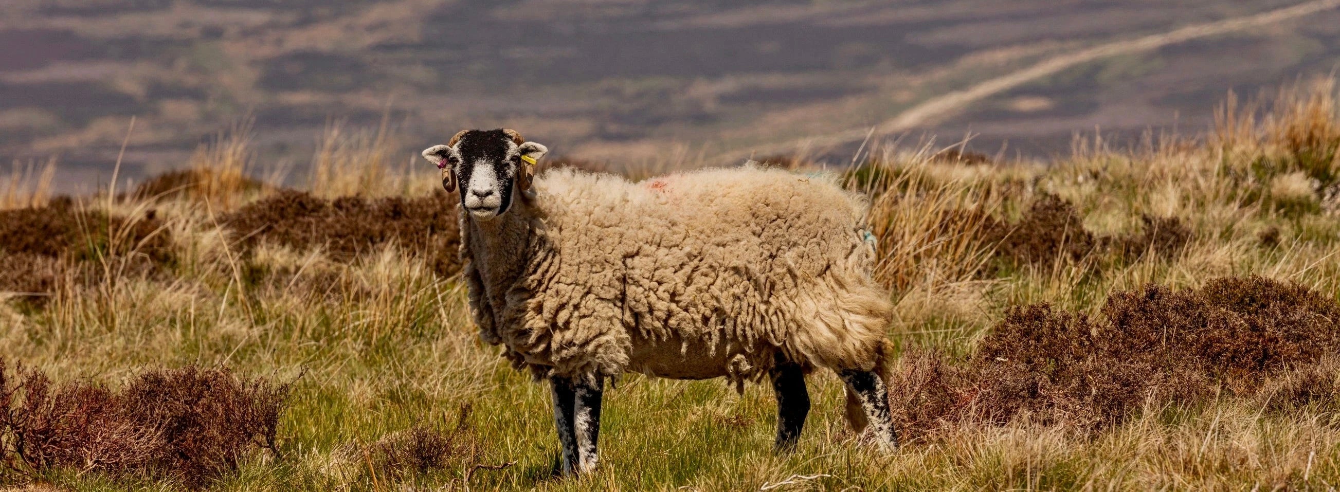 Buy Grass Fed Mutton | eatTelfit